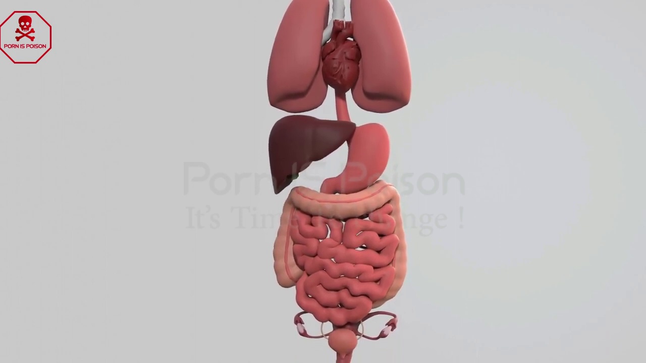 Vimeo Porn Side Effects On Human Body _how porn damage our body | Porn k Hamara Jism Par Bora Asrat _ No Fap _ Youth Warner