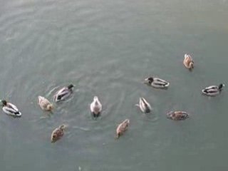 Vimeo Pornic : canards